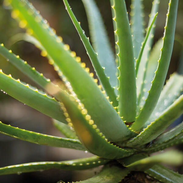 Aloe Vera
