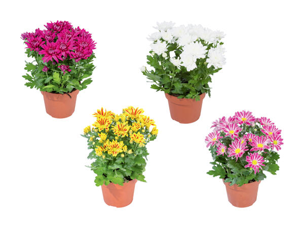 Chrysanthemen "Elle fleur"