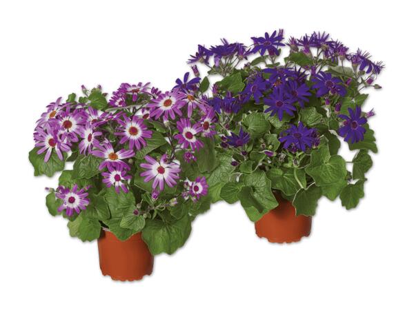 Teneriffa Aster