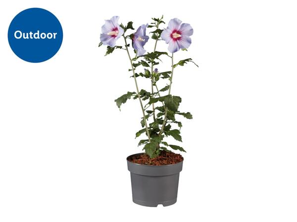 Hibiscus