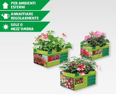 Piante da aiuola/balcone GARDENLINE(R)