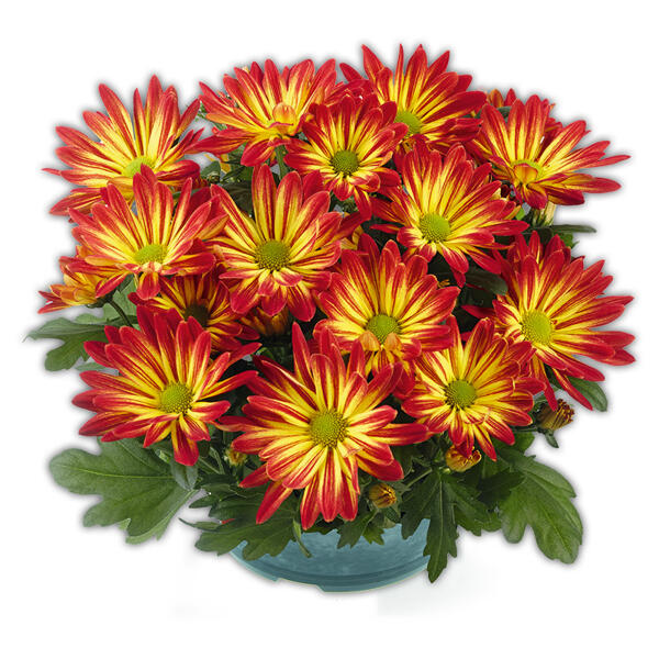 Chrysantheme