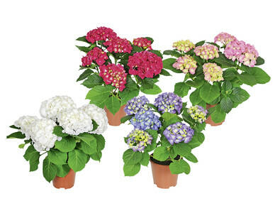 HORTENSIE
