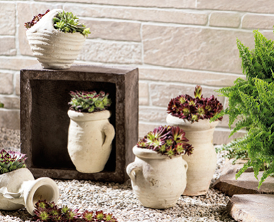 Plante de rocaille