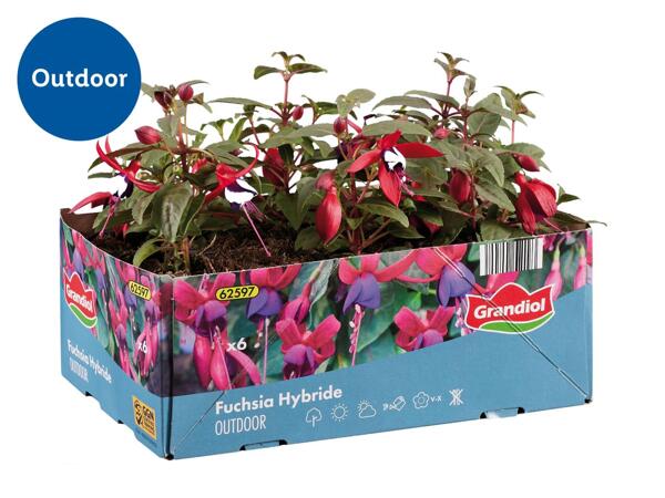 Fuchsia