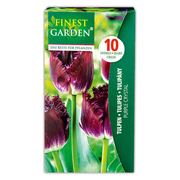 Tulpen