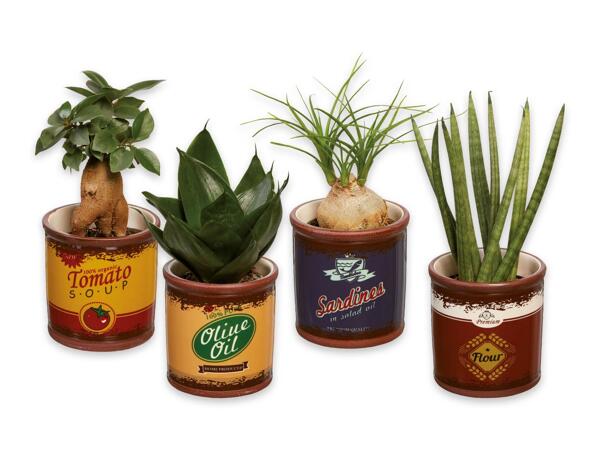 Green Plants "Easy Care"