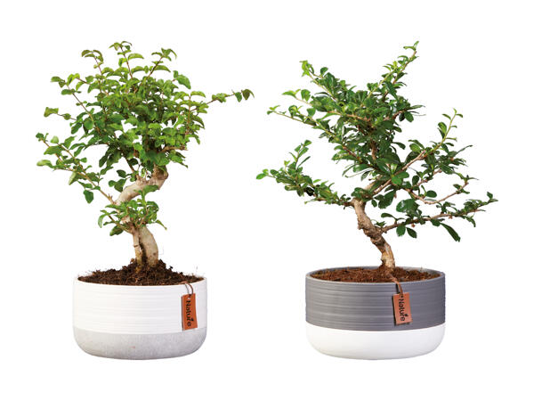 Bonsaï dans un pot tendance