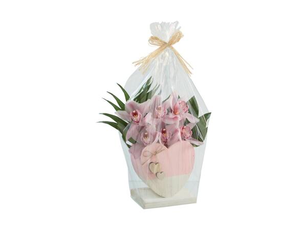 Cymbidium Gift Box