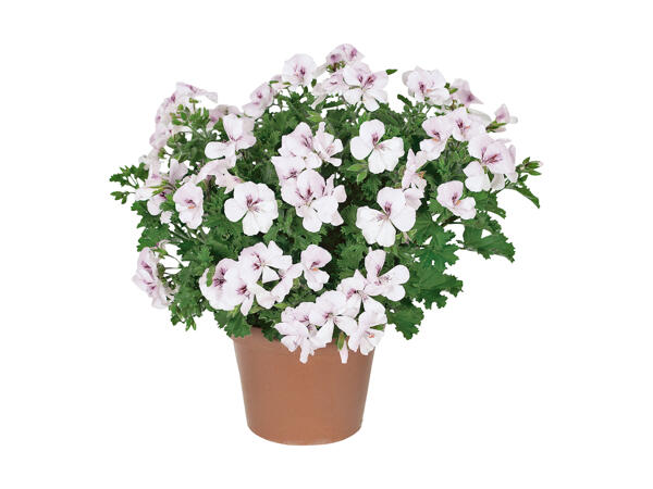 Pelargonium Pretty Little Lady