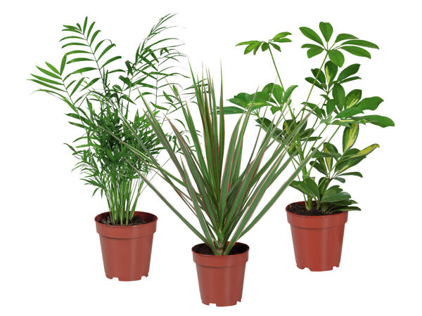 Green Plants