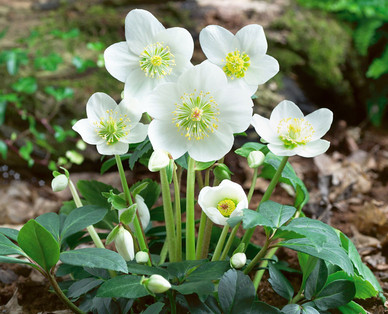 Schneerose
