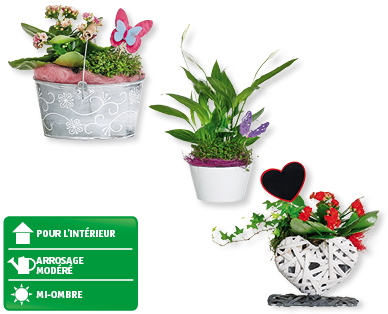 Assortiment de plantes de la Fête des Mères
