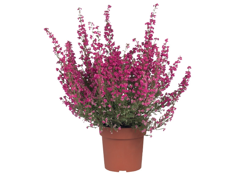 Erica gracilis (Heidekraut)