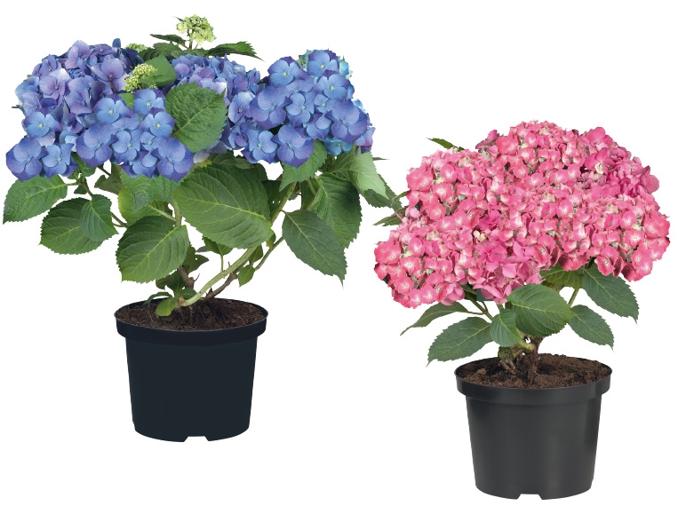 Gartenhortensie