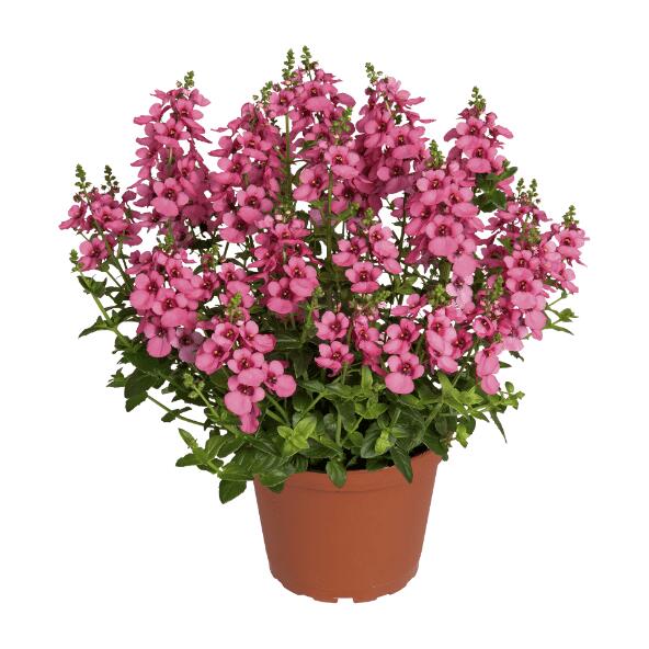 Lyserød sommerblomst