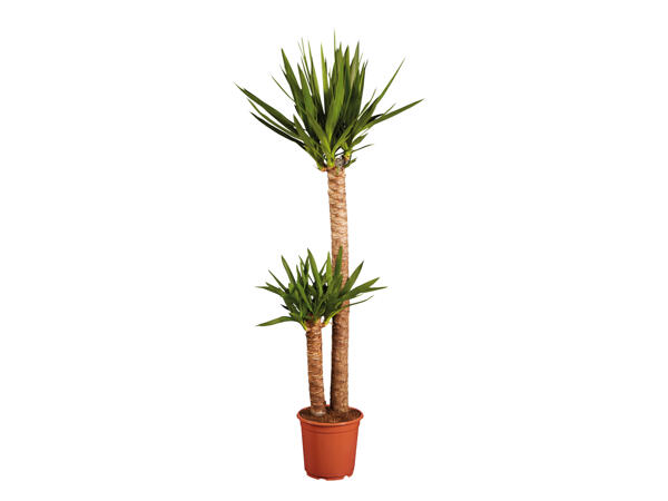 Large Assorted Houseplants