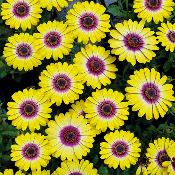 Exklusive Osteospermum
