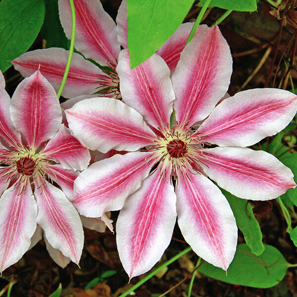 Blühende Clematis "Waldrebe"