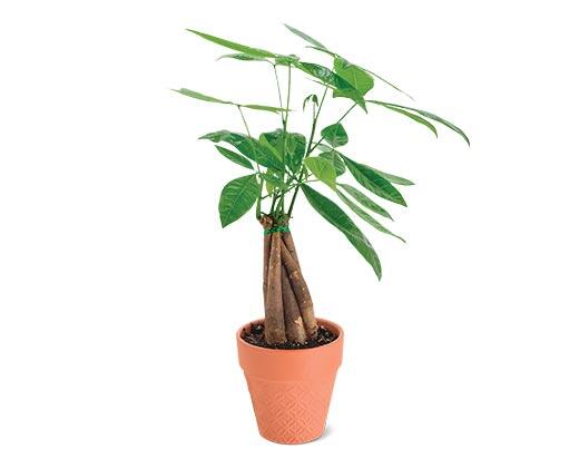 5" Money Tree