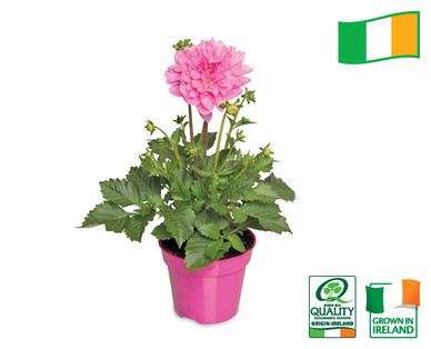 Irish Grown Maxi Dahlia