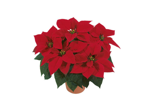 Large Poinsettia
