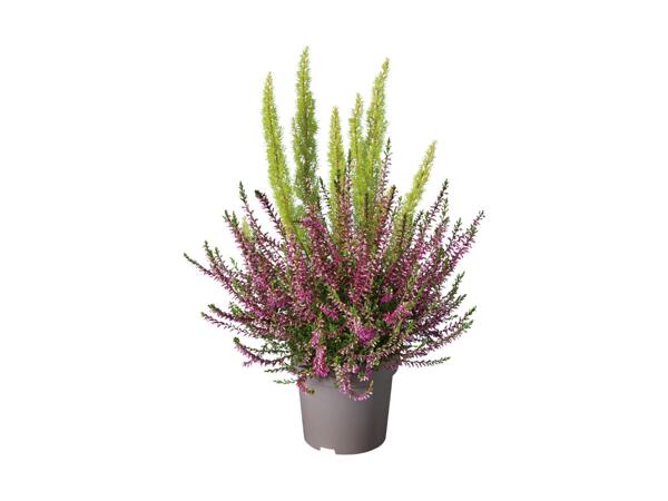 Bruyère Erica Calluna Twin