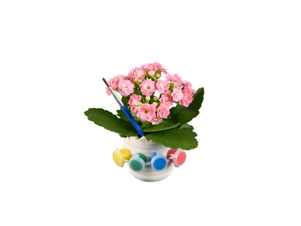 KALANCHOE MINI IN DIY PAINT POT