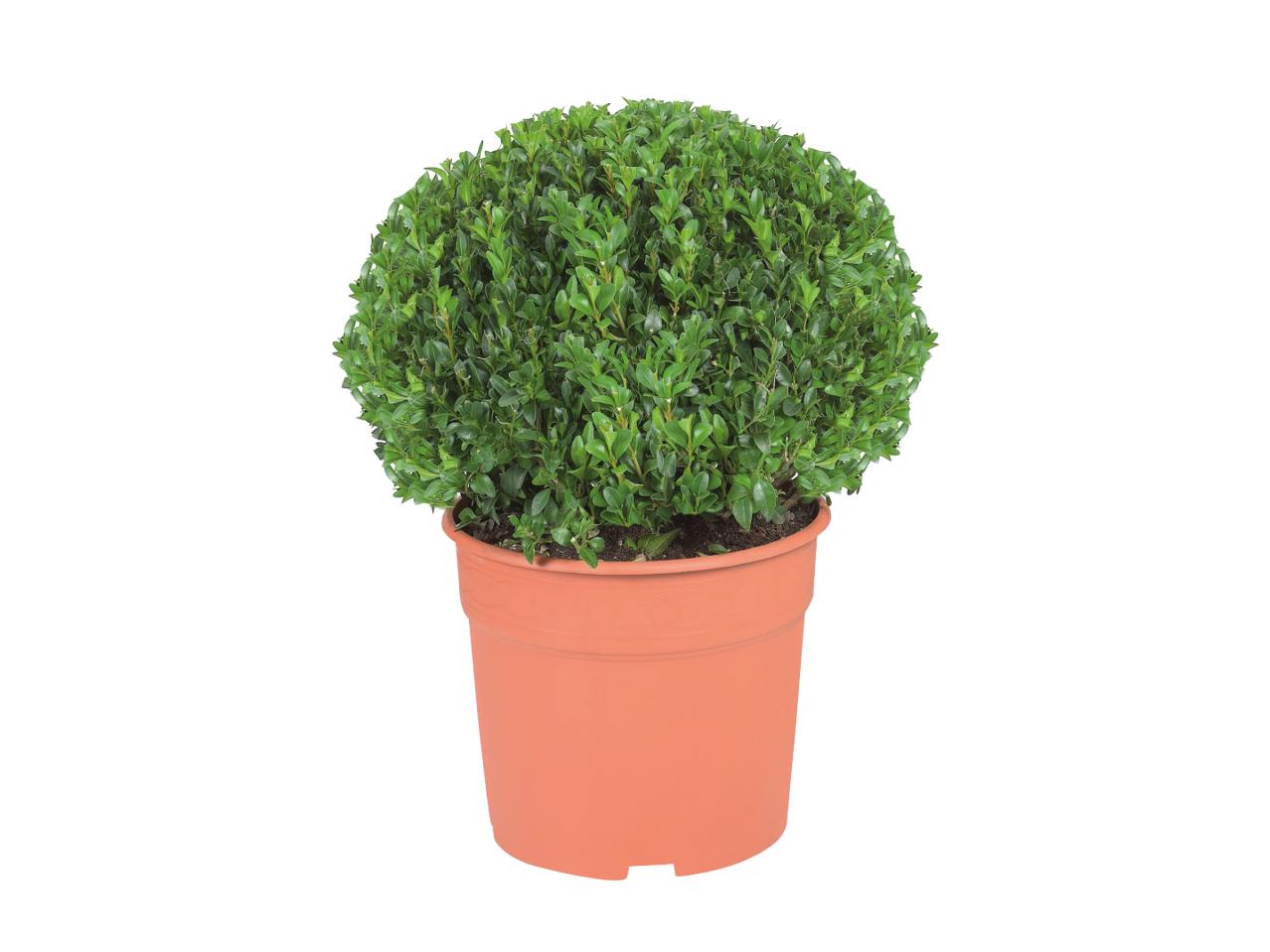 Buxus Ball Hedging1