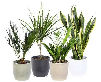 PLANTE VERTE EXCLUSIVE
