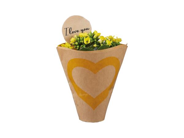 Mini Kalanchoe "I Love You"