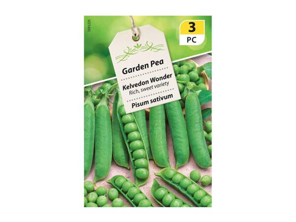 Garden Pea Seeds