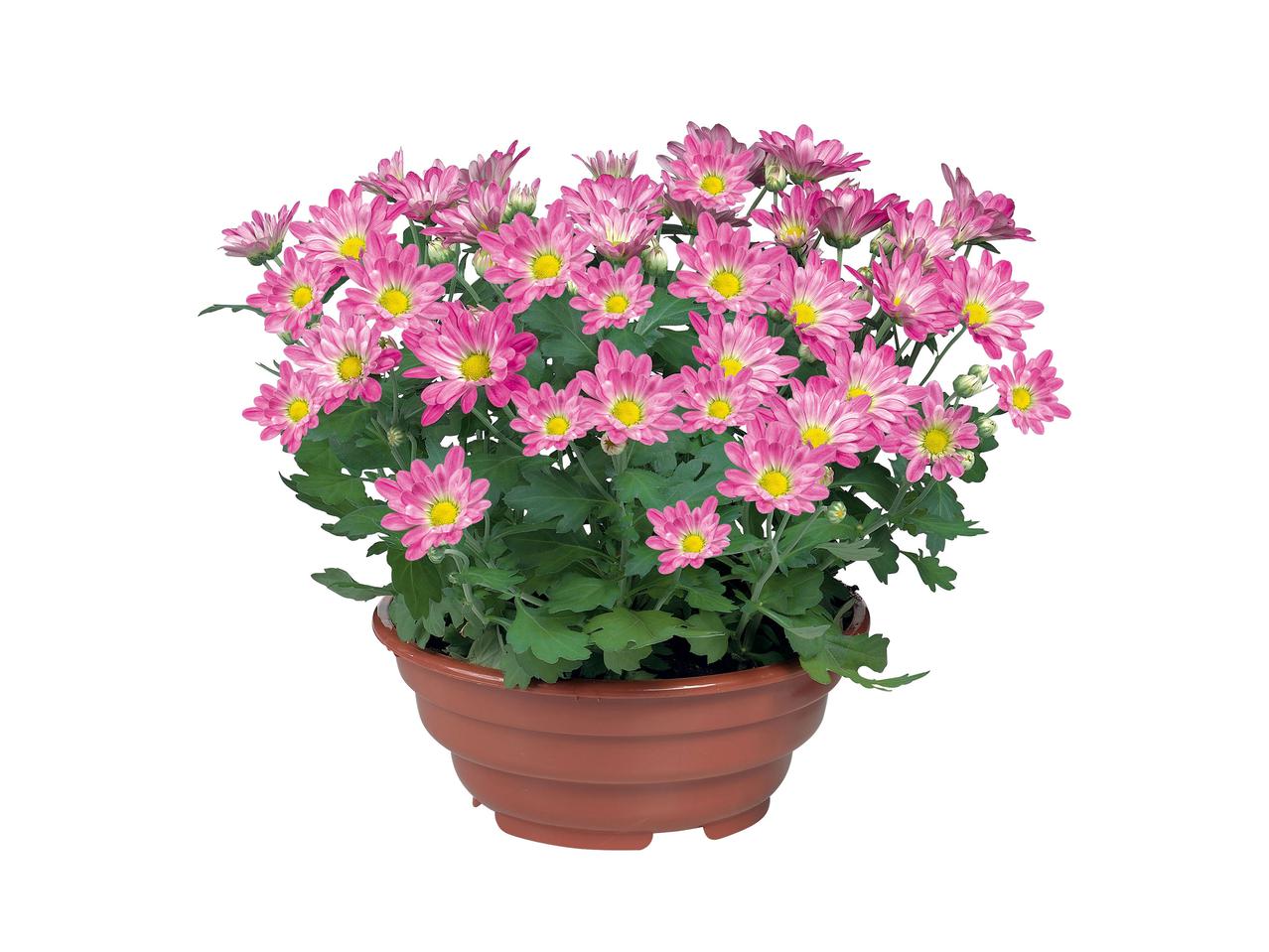 Bloeiplanten in schaal