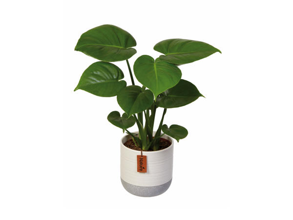 Easy Care Houseplant