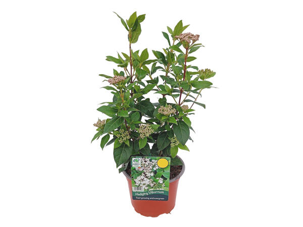 Hedging Viburnum