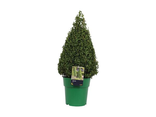 Extra Large Buxus Pyramid