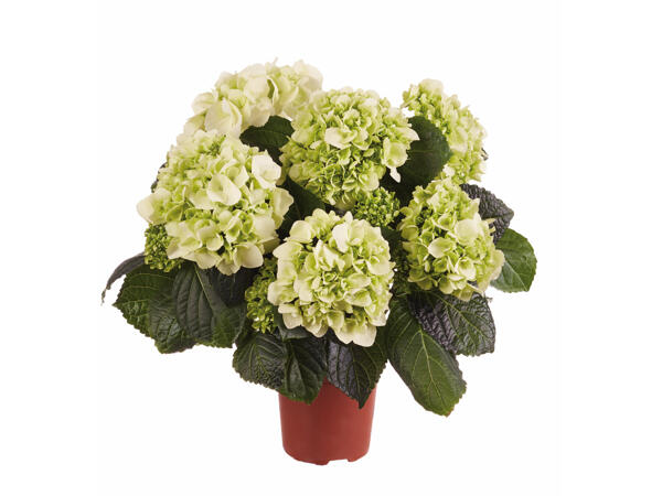 Hydrangea