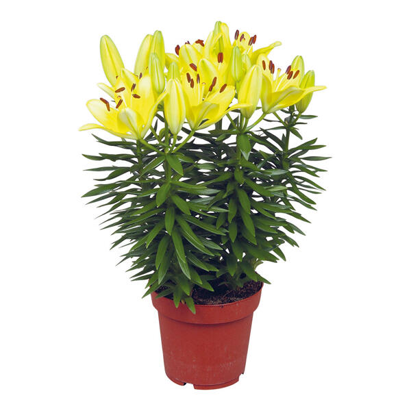GARDENLINE® Lys asiatique