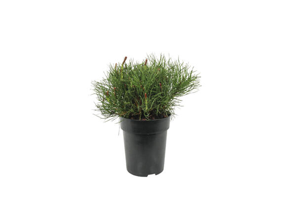 Conifer Mix
