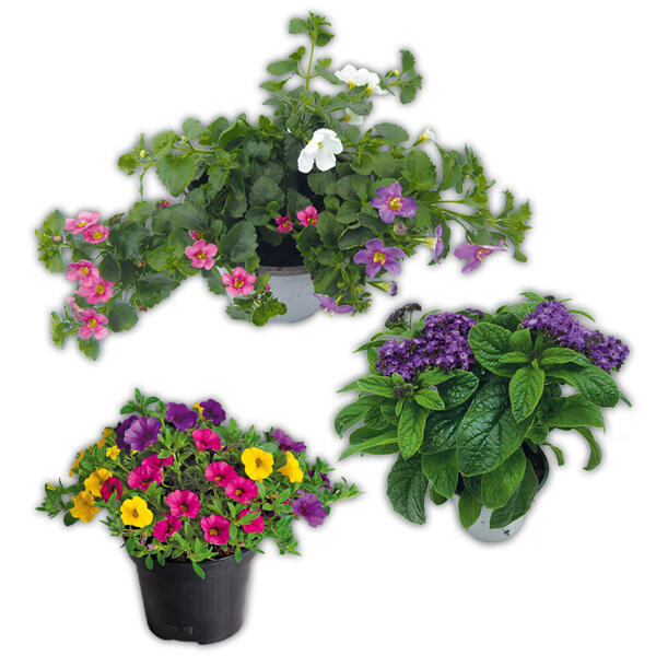 Sommerblumen