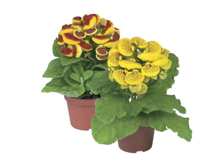 Pocketbook Flower Plant - Lidl - Great Britain - Specials archive