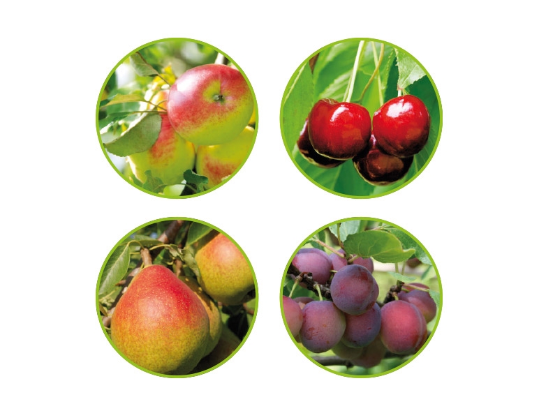 Fruit Tree