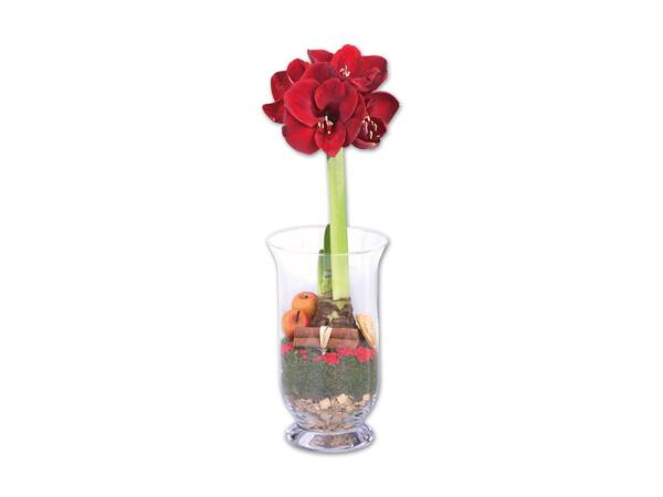 Amaryllis im Glas