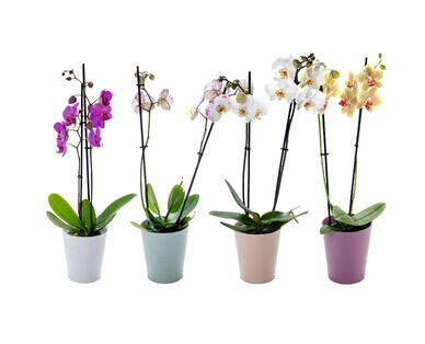 ORCHIDEE IN KERAMIK