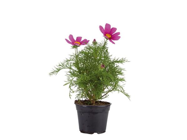 Assorted Flowering Plants
