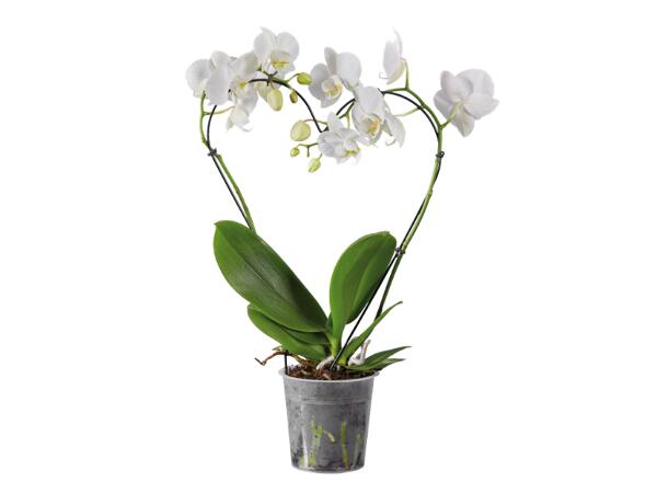 Phalaenopsis