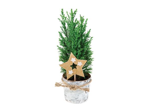 Conifers with Decoration