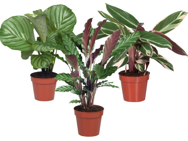 Calathea