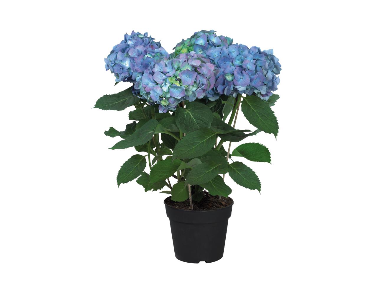 Hydrangea 1