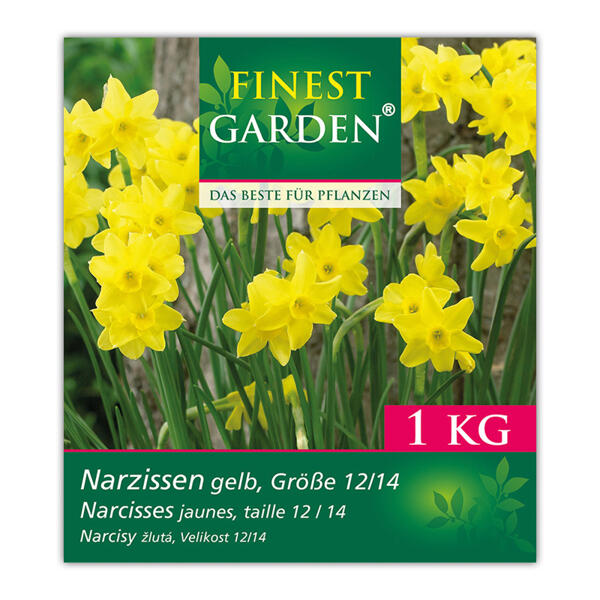 Blumenzwiebeln Narzissen / Tulpen